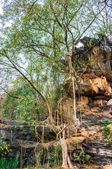 Trees with twisted roots growing over rocks in adverse terrain