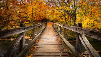 wooden bridge in autumn forest