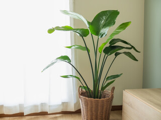 部屋に置かれた観葉植物