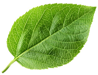 Obraz premium Close-up of a vibrant green leaf cut out transparent isolated on white background, PNG image