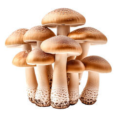 Cluster of tall brown mushrooms with textured stems for culinary and botanical purposes, Cutout, Isolated on White Background