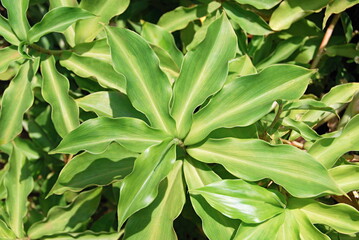 Insulin Plant (Costus Ingneus) Ayurvedic Medicinal Herbs. Costus ingneus belongs to the family zingiberaceae. Diabetes patients are advised to chew down a leaf 