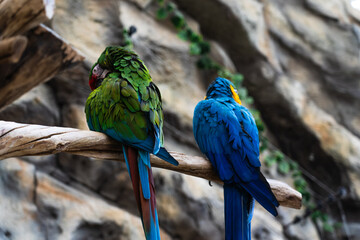 Macaw parrots sit on a branch in the Minsk Zoo. Blue and green macaw parrot