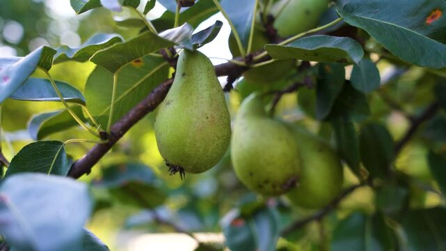 pear on a tree, ripe pears in the garden close up 