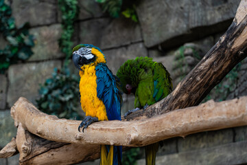 Macaw parrots sit on a branch in the Minsk Zoo. Blue and green macaw parrot