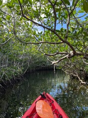 Fototapeta premium Kayaking in mangroves