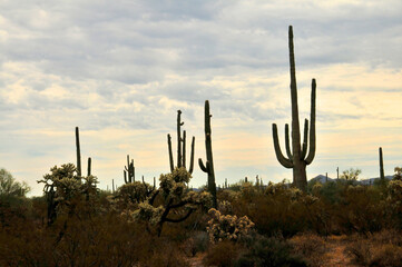 Central Sonora Desert Arizona