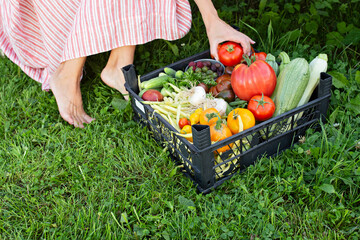 A plastic basket full of fresh vegetables on the grass. The vegetables have just been picked on the farm.