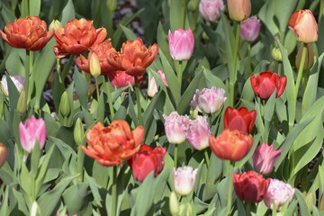 画面いっぱいに広がるチューリップ畑
