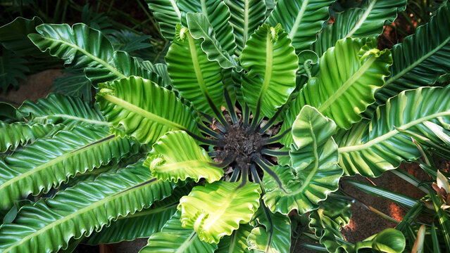 Asplenium Nidus Cobra in the Tropical Jungle