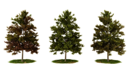 Three miniature trees in different stages of growth, isolated on transparent Background