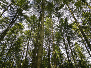 A serene view of a lush forest with towering trees and a dense green canopy, capturing the beauty and tranquility of nature.
