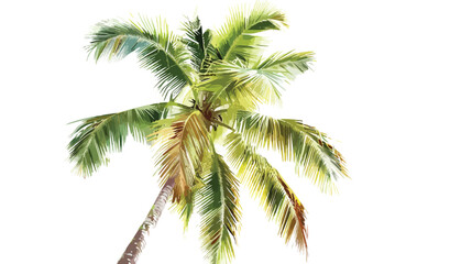 Coconut Palm Tree Isolated Vector Illustration isolated on white background