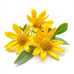 Arnica flowers with leaves isolated on white background