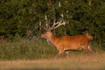 A majestic red deer in the nature habitat. Wildlife scene from european nature. Cervus elaphus. Portrait of a stag. period of deer rut in the Lusatian mountains