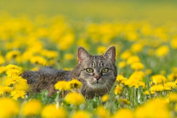 A beautiful tabby cat lies among the blooming dandelions. 