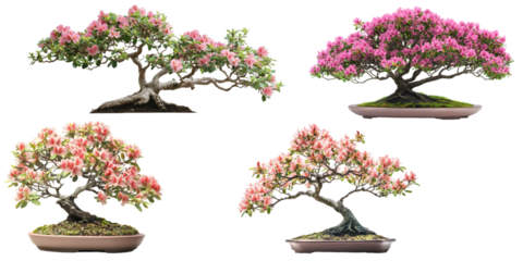 Elegant depiction of Rhododendron bonsai emphasizing vivid blooms and distinct branch patterns on white backdrop.