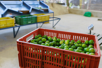 Lemons Harvested in a Rustic Basket