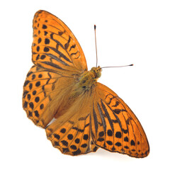 Butterfly - The silver-washed fritillary (Argynnis paphia) isolated on white