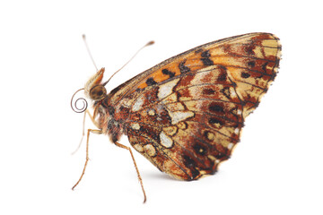 Butterfly - the Weaver's fritillary or violet fritillary (Boloria dia) isolated on white