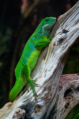 A green lizard is sitting on a branch. A small, green iguana. green color