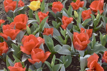 画面いっぱいに広がるチューリップ畑
