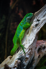 A green lizard is sitting on a branch. A small, green iguana. green color