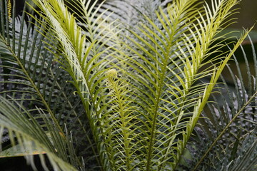 Blechnum gibbum, is a tropical species of fern in the family Blechnaceae, native to New Caledonia...