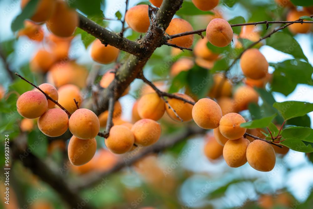 Canvas Prints Close up of ripe orange apricots on a tree. Tree branches full of tasty apricots ready for harvest, delicious apricots full of vitamin C