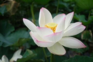 pink lotus flower