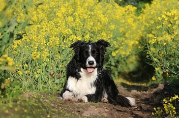 portrait of a lying black ans white border collie in a track in the yellow rape seed field