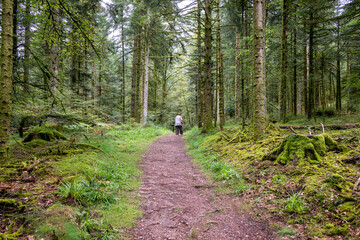 Vieille dame marchant dans une forêt de conifère dans les Vosges