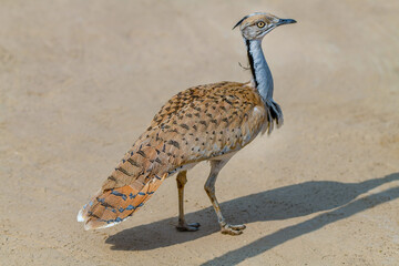 The Asian houbara, also known as MacQueen's bustard, is a large bird in the bustard family. It is...