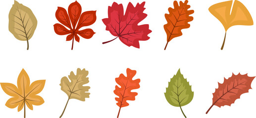 Fototapeta premium Autumn Leaf Illustration 
