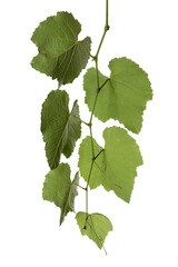 green leaves of grape