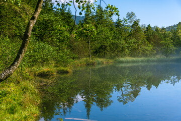Trees Line The Shore