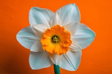Fototapeta premium yellow daffodil on an orange background 