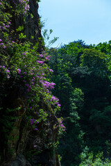 Blooming azalea flowers on a rock and a valley with a river