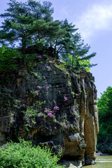 Fototapeta na wymiar Blooming azalea flowers on a rock and a valley with a river