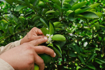 Polinización manual de cultivos 