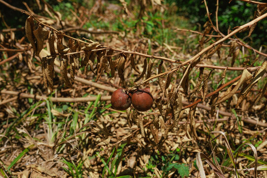 Planta de lim&oacute;n afectada por parasitos