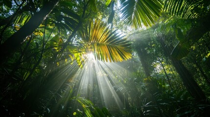 Naklejka premium Sunlight filters through lush jungle foliage, creating a serene and vibrant atmosphere.