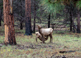 Nursing elk calf in the wild