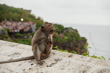 Monkey took sunglasses in Bali and are trying to break them