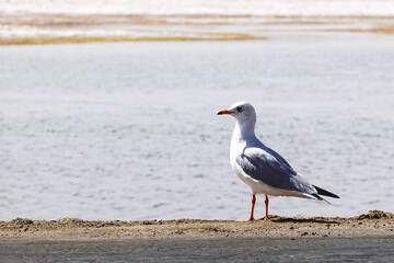 Seagull Standing by the Water’s Edge