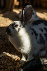 A white rabbit with spots in the Minsk zoo