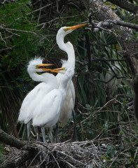 White Heron with chicks