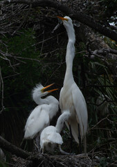 White Heron with chicks
