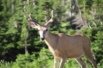 deer in the wild