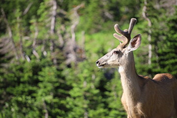 white deer